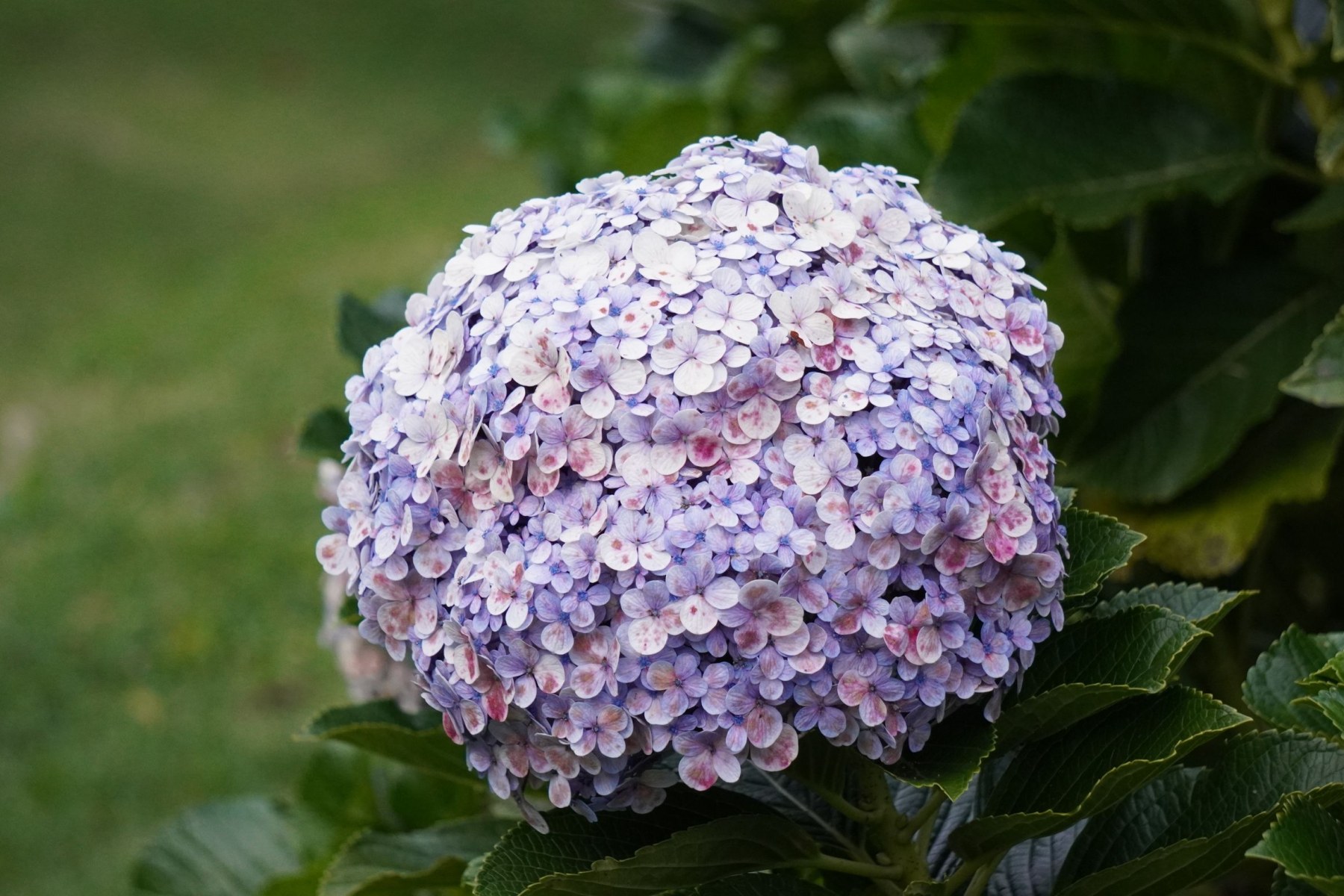 Hydrangea grown in Boquete’s cool climate